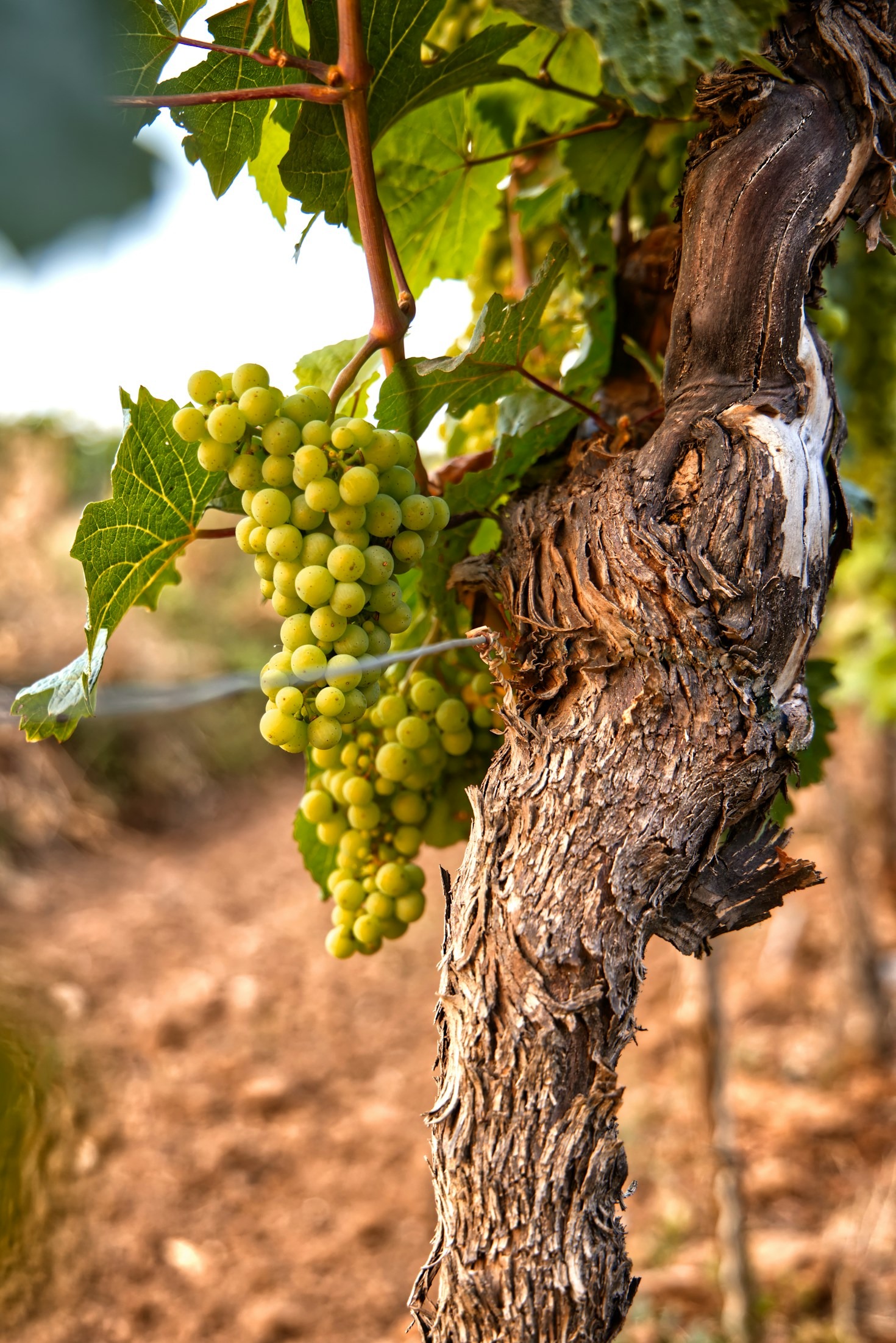 El arte de la vinicultura artesanal en Mas Dahoa
