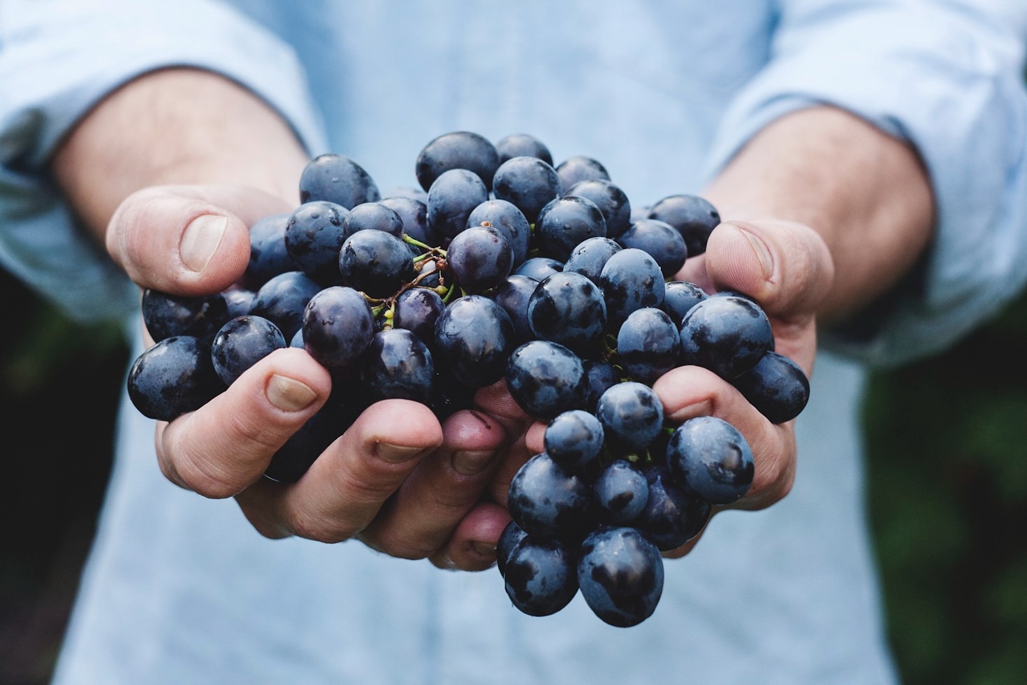 Vinos con alma: el sello de Mas Dahoa